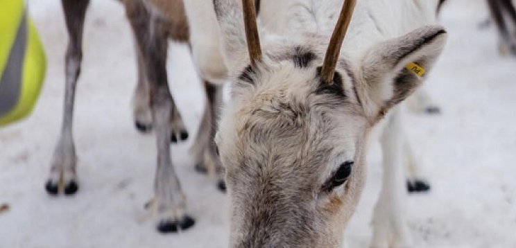 Schwedisch Lappland zu Silvester