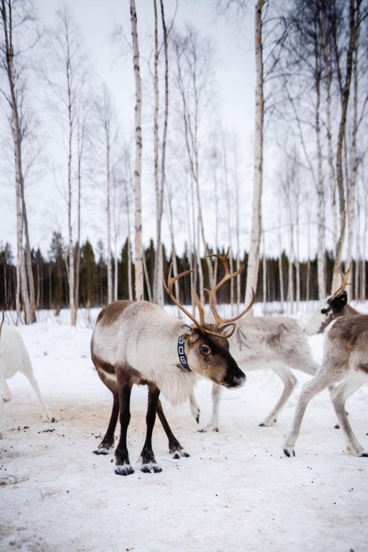 Schwedisch Lappland zu Silvester