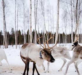 Schwedisch Lappland zu Silvester