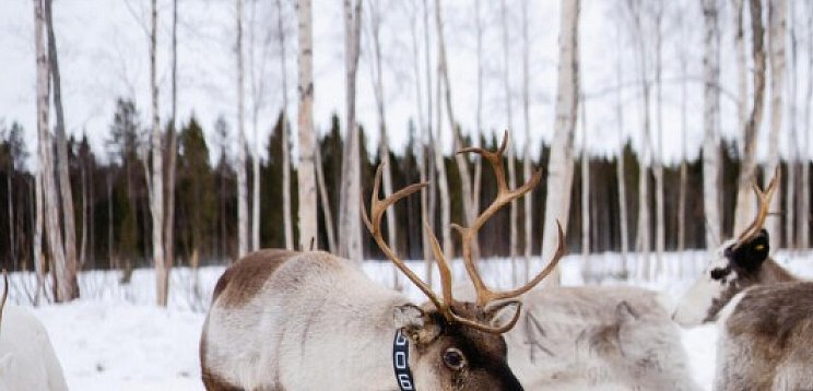 Schwedisch Lappland zu Silvester