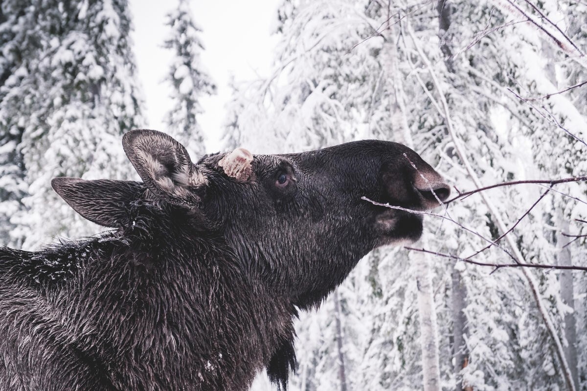Schwedisch Lappland zu Silvester