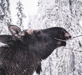 Schwedisch Lappland zu Silvester