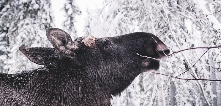 Schwedisch Lappland zu Silvester