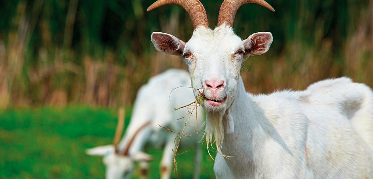 Das Alpenhaus Gasteinertal