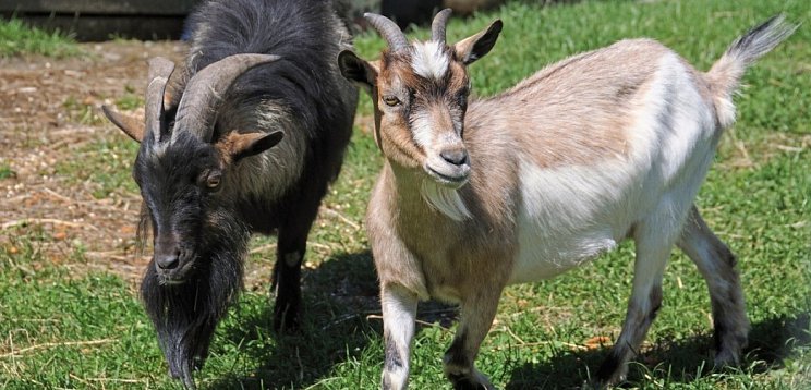 Nationalparkhotel Klockerhaus