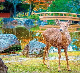 Japan Rundreise von Tokio nach Osaka