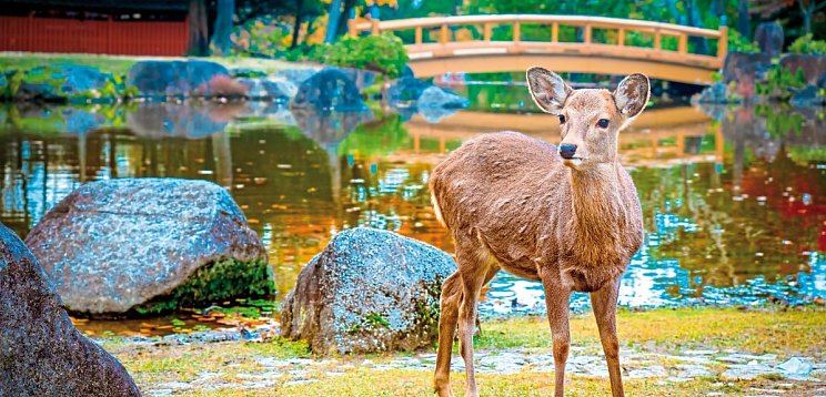 Japan Rundreise von Tokio nach Osaka