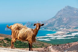 Kreta