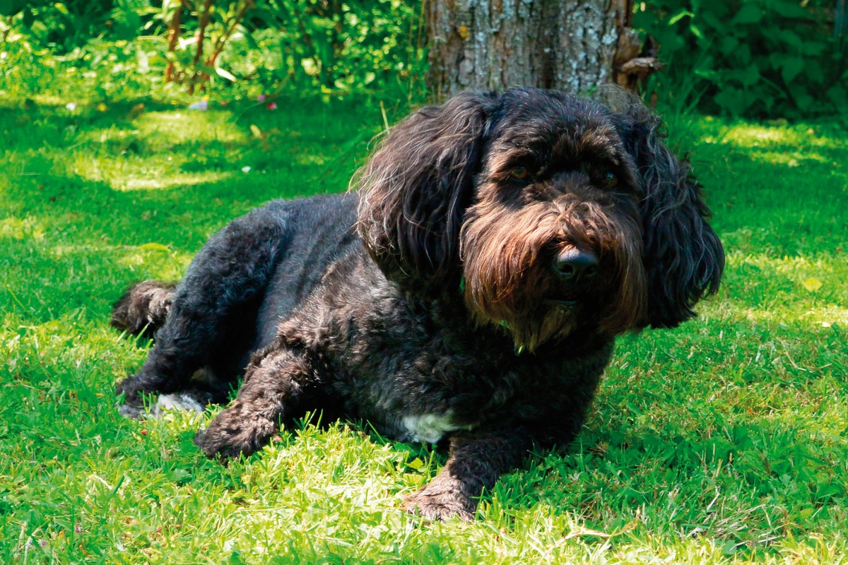 Hotel Ottenstein - GOLF