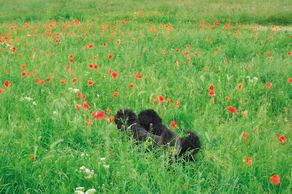 Hotel Ottenstein - GOLF