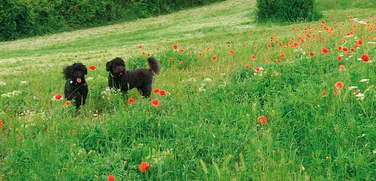 Hotel Ottenstein - GOLF