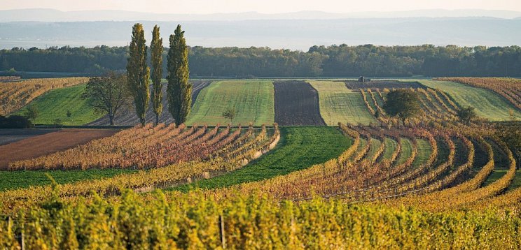 WeinZeit am Hannersberg