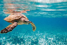 Sternfahrt Zakynthos im Sea Diamond Suites