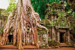 Ta Prohm Tempel, Angkor