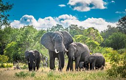 Elefanten im Krüger Nationalpark