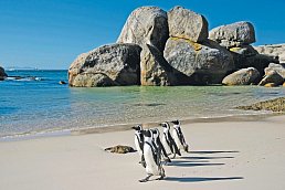 Pinguine am Boulders Beach