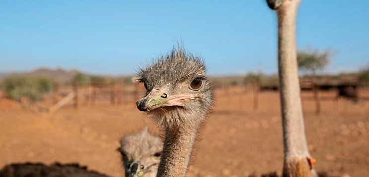 Abenteuer Südafrika