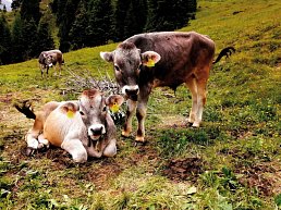 Alpenüberquerung Wilder Kaiser - Pustertal