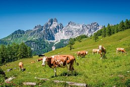 Das Alpenhaus Gasteinertal