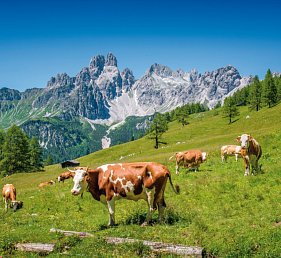 Das Alpenhaus Gasteinertal