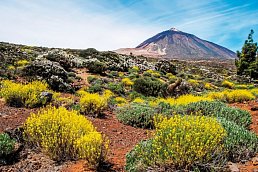 Sternfahrt Teneriffa