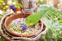 Sternfahrt Teneriffa