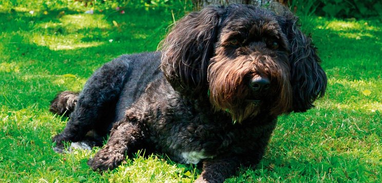 Hotel Ottenstein - GOLF