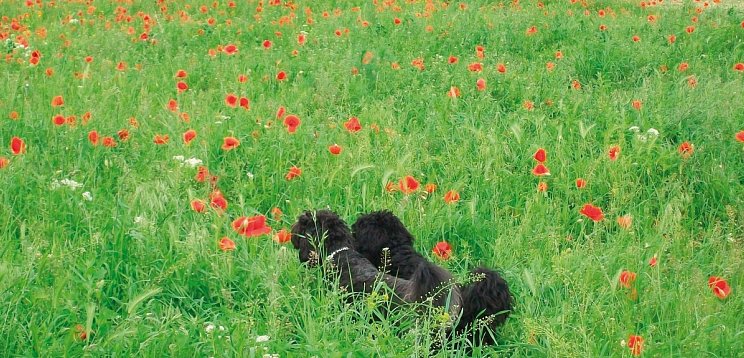 Hotel Ottenstein - GOLF