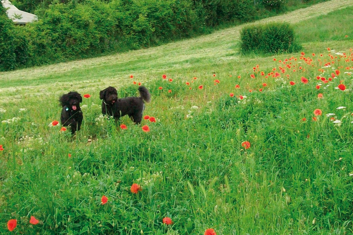 Hotel Ottenstein - GOLF