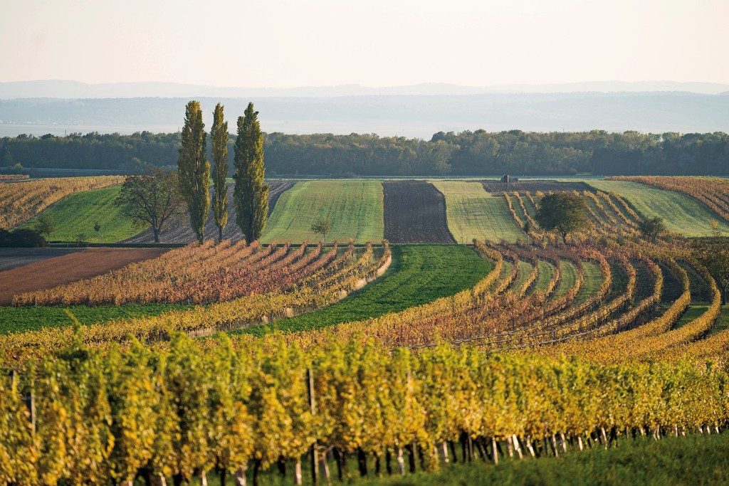 WeinZeit am Hannersberg